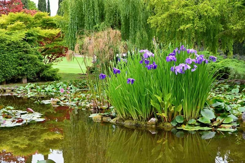 Jardín con plantas y estanque