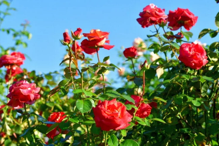 Rosal con numerosas flores