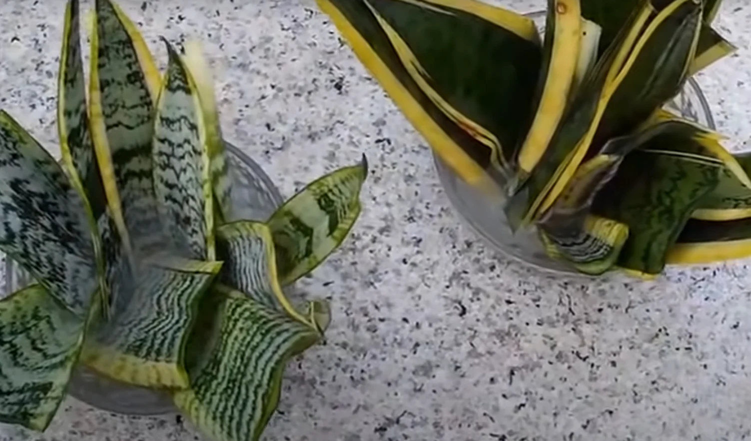 Sansevierias cultivadas en maceta